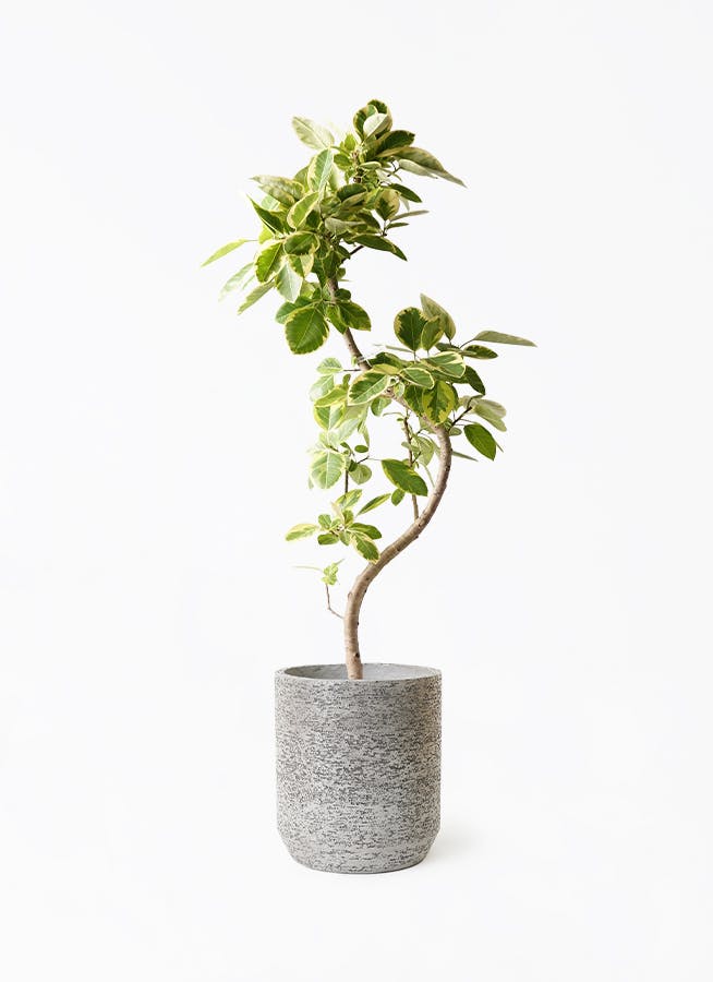 フィカス アルテシーマ 曲がり | 観葉植物通販 Hitohana（ひとはな）