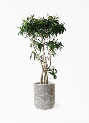 観葉植物 ドラセナ ソング オブ ジャマイカ 10号 Eco Stone（エコストーン） シリンダータイプ  Gray 付き