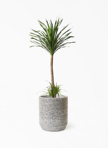 観葉植物 ドラセナ カンボジアーナ 10号 1本立ち Eco Stone（エコストーン） シリンダータイプ  Gray 付き