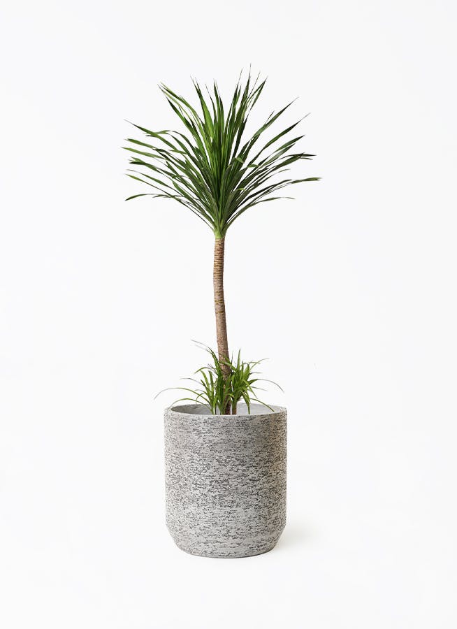 観葉植物　ドラセナ カンボジアーナ 185cm ドラセナ カンボジアーナ 10号 | 観葉植物通販HitoHana(ひとはな)