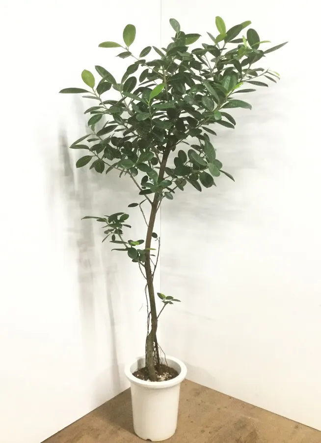 観葉植物 175cm ブラッサイア 8号 261 観葉植物ならhitohana ひとはな
