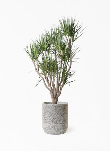 観葉植物 ドラセナ コンシンネ 10号 一本立ち Eco Stone（エコストーン） シリンダータイプ  Gray 付き