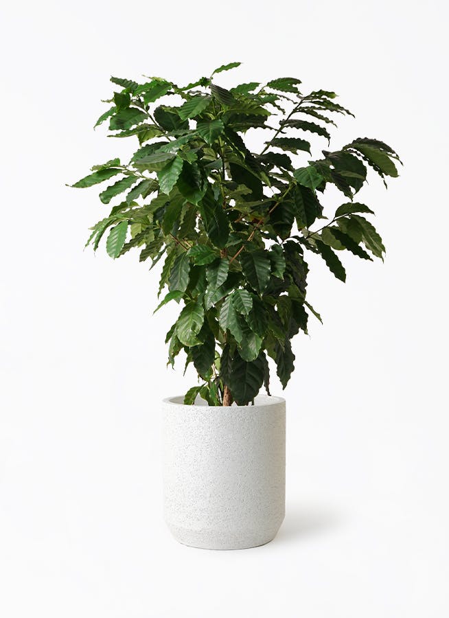 jun　コーヒーの木 コーヒーの木 | 観葉植物 – AT.1011