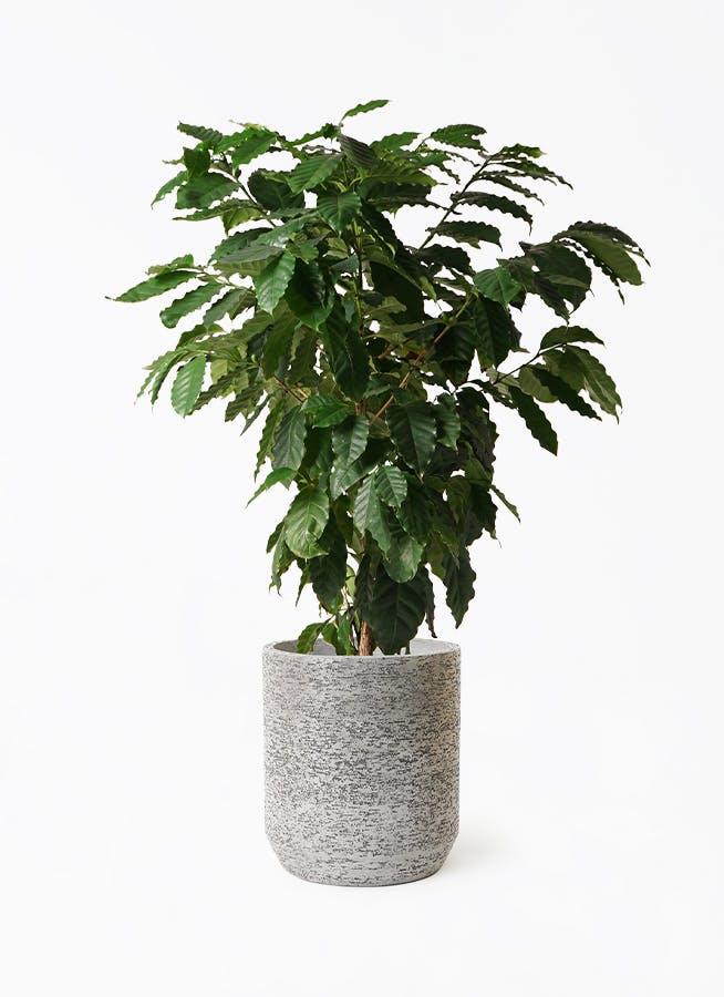 コーヒーの木 10号 | 観葉植物 | 送料無料でお届け - Hitohana（ひとはな）