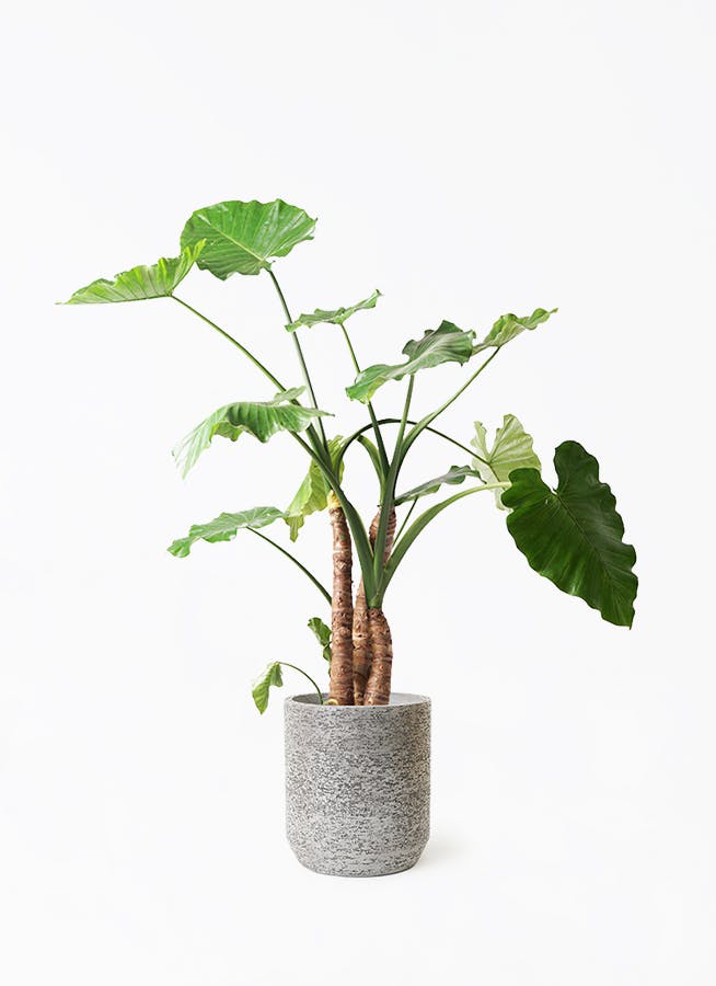 クワズイモ 大型 | 観葉植物通販HitoHana(ひとはな)