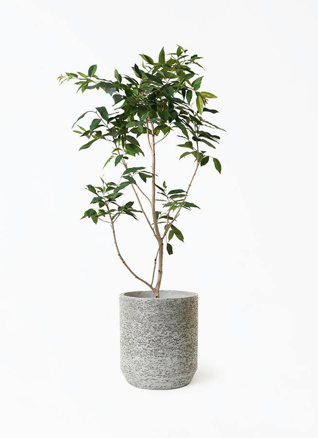 観葉植物 アマゾンオリーブ (ムラサキフトモモ) 10号 Eco Stone（エコ