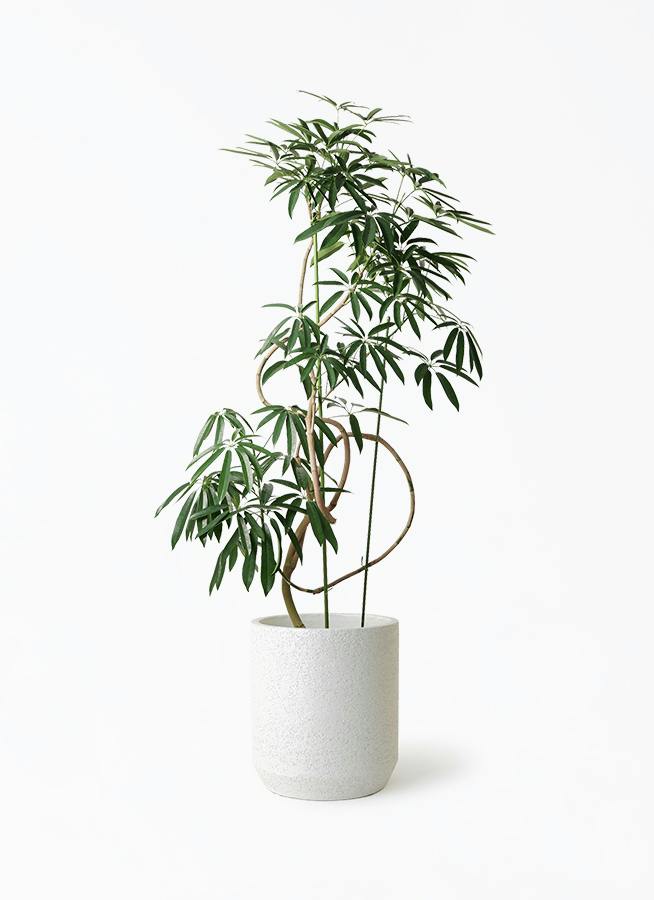 シェフレラ　アンガスティフォリア 観葉植物 高さ約180cm 細長い葉 シェフレラ アンガスティフォリア | 観葉植物通販 HitoHana（ひとはな）