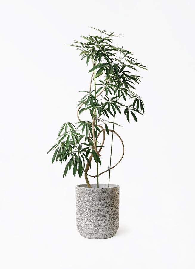 シェフレラ アンガスティフォリア | 観葉植物通販 HitoHana（ひとはな）