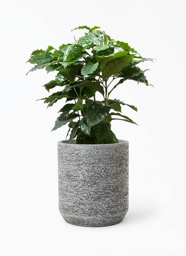 鉢カバー グレー 8号 | 観葉植物の鉢ならHitoHana