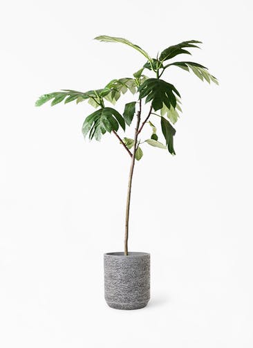 観葉植物 パンノキ 8号 Eco Stone（エコストーン） シリンダータイプ  Gray 付き