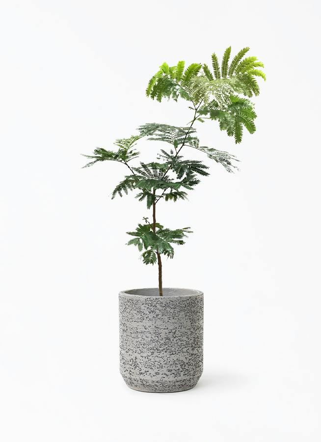 エバーフレッシュ 8号 特大 美品　7 エバーフレッシュ 8号 特大 美品 7 園芸ネット本店｜エバーフレッシュ