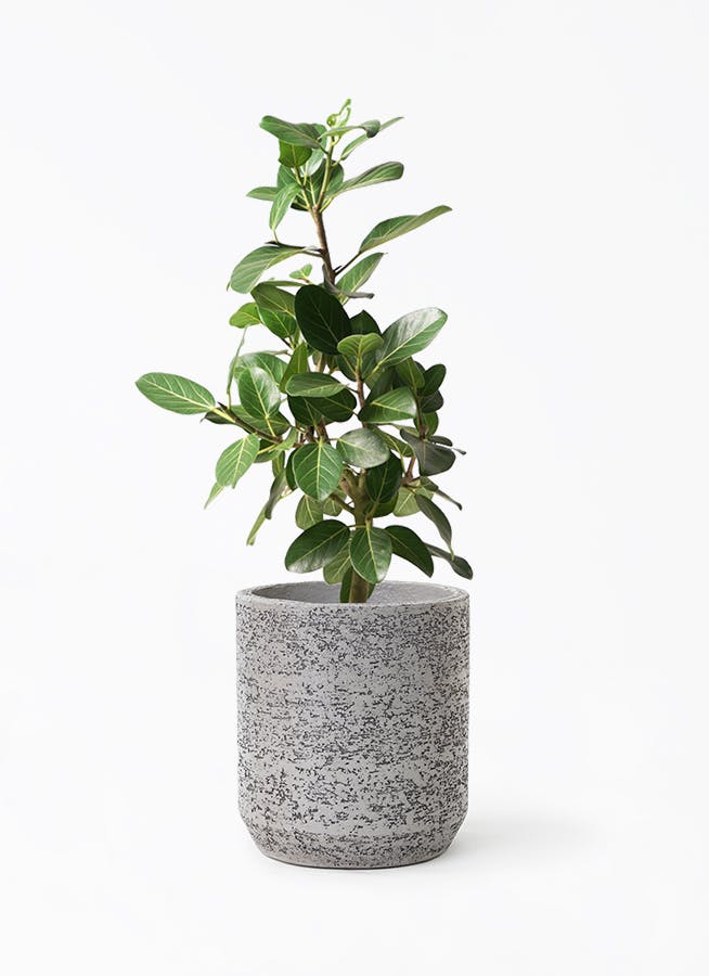 フィカス ベンガレンシス 7号 | 観葉植物 | 送料無料でお届け