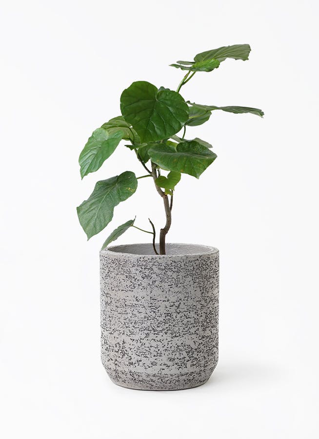 ウンベラータ 6号 | 観葉植物の通販ならHitoHana（ひとはな）