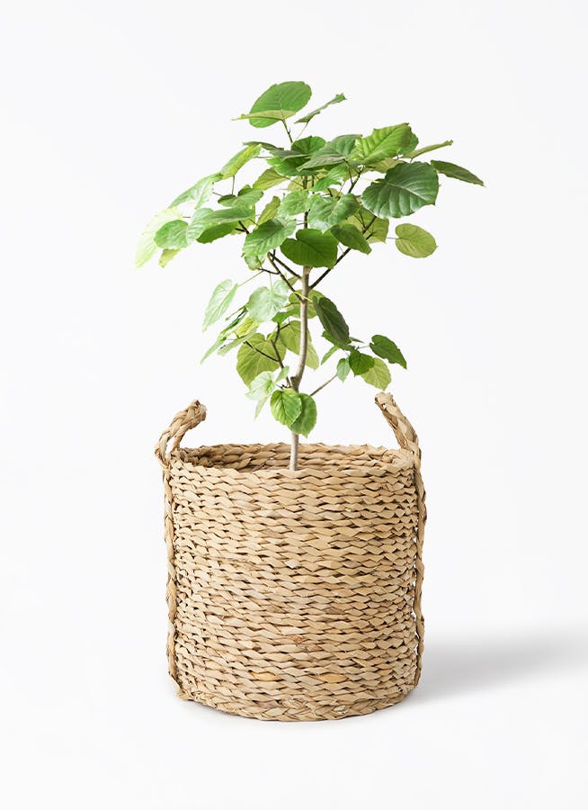 観葉植物 フィカス ウンベラータ 8号 ノーマル LushBasket(ラッシュバスケット) 付き | 観葉植物ならHitoHana(ひとはな)