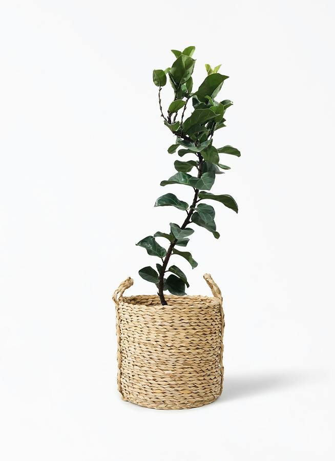 観葉植物 カシワバゴム バンビーノ 8号 曲がり LushBasket(ラッシュ