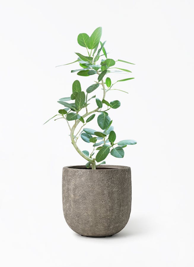 当店オーダー品 【観葉植物】ベンガレンシス(4) 8号鉢 高さ160cm 70cm