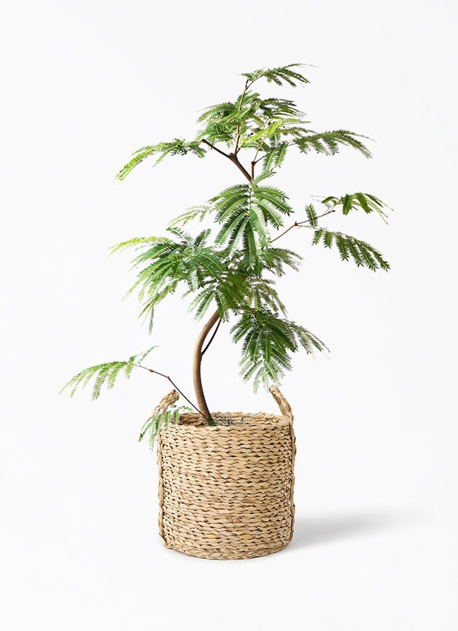 エバーフレッシュ 8号 | 観葉植物 | インテリアやギフトに
