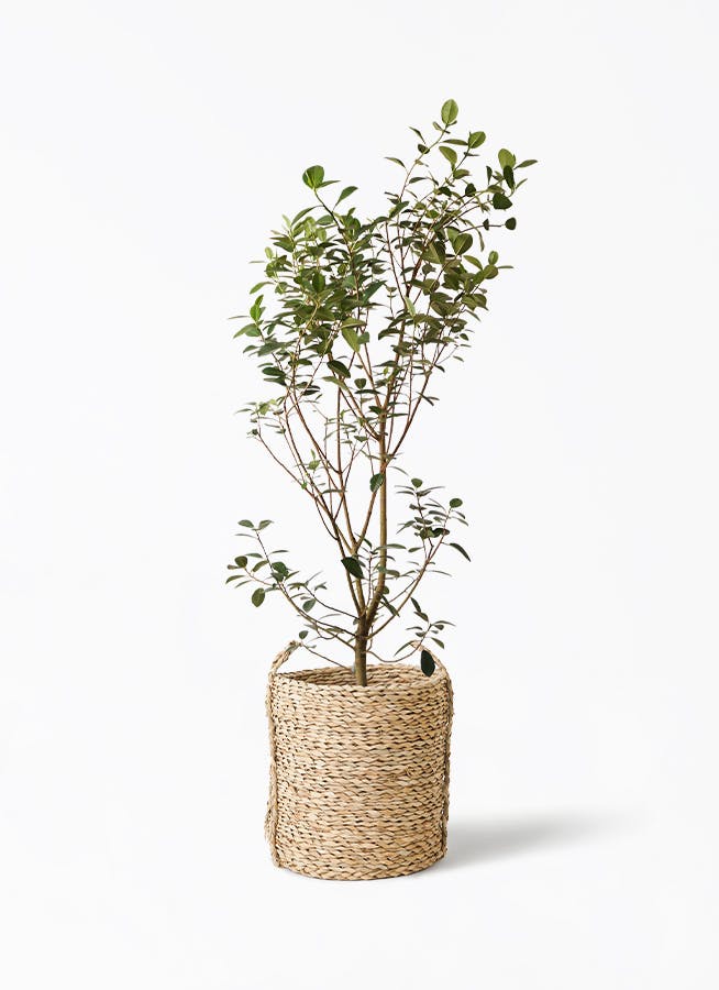 フランスゴムの木 10号 | 観葉植物通販 Hitohana（ひとはな）
