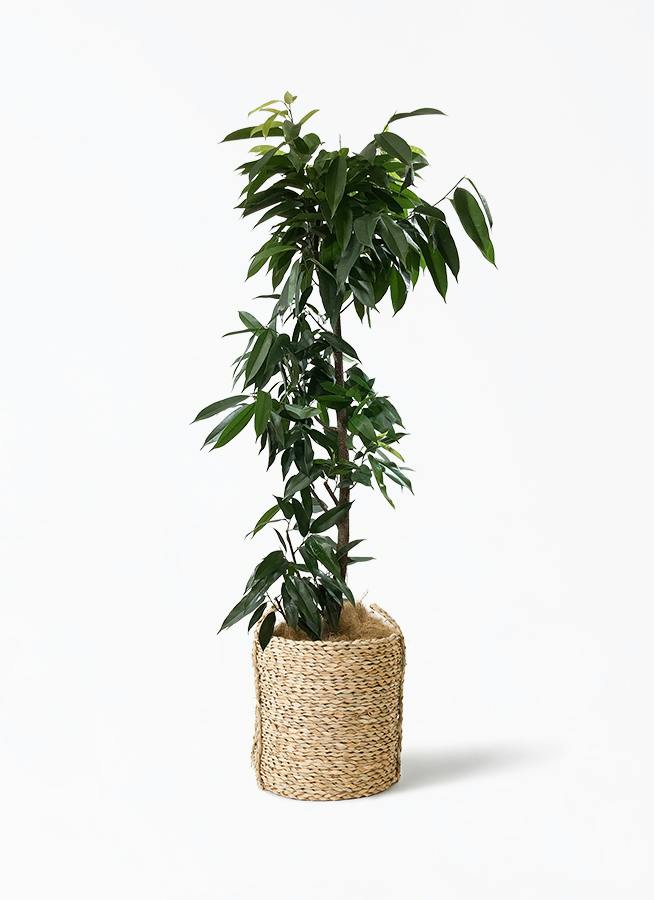 観葉植物 フィカス アムステルキング 10号 ノーマル LushBasket
