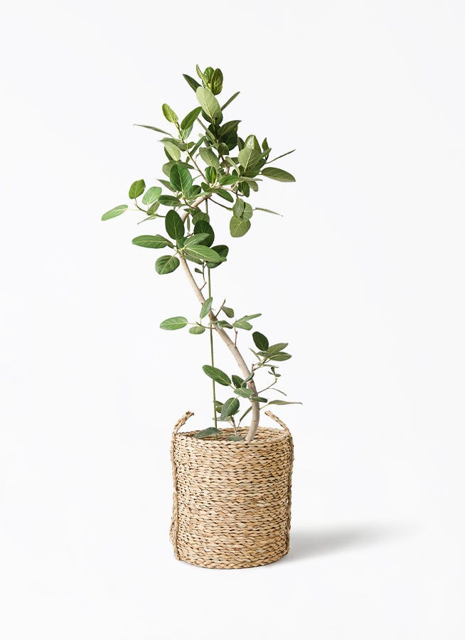 観葉植物 フィカス ベンガレンシス 10号 曲り LushBasket(ラッシュ