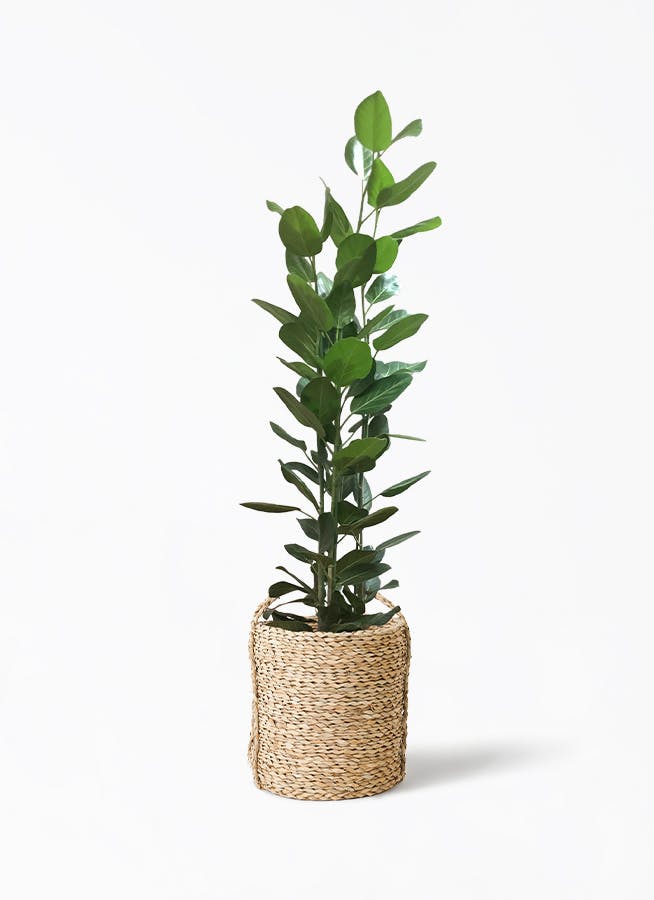 観葉植物 コルディリネ (コルジリネ) ストリクタ 10号