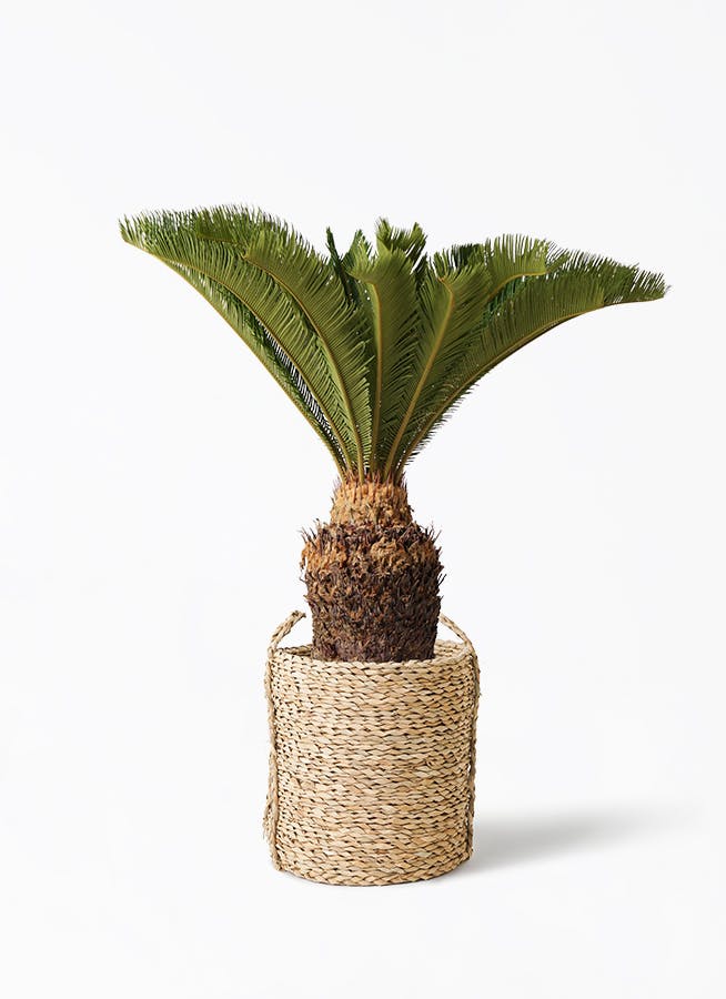 観葉植物 ソテツ 10号 LushBasket(ラッシュバスケット) 付き | 観葉