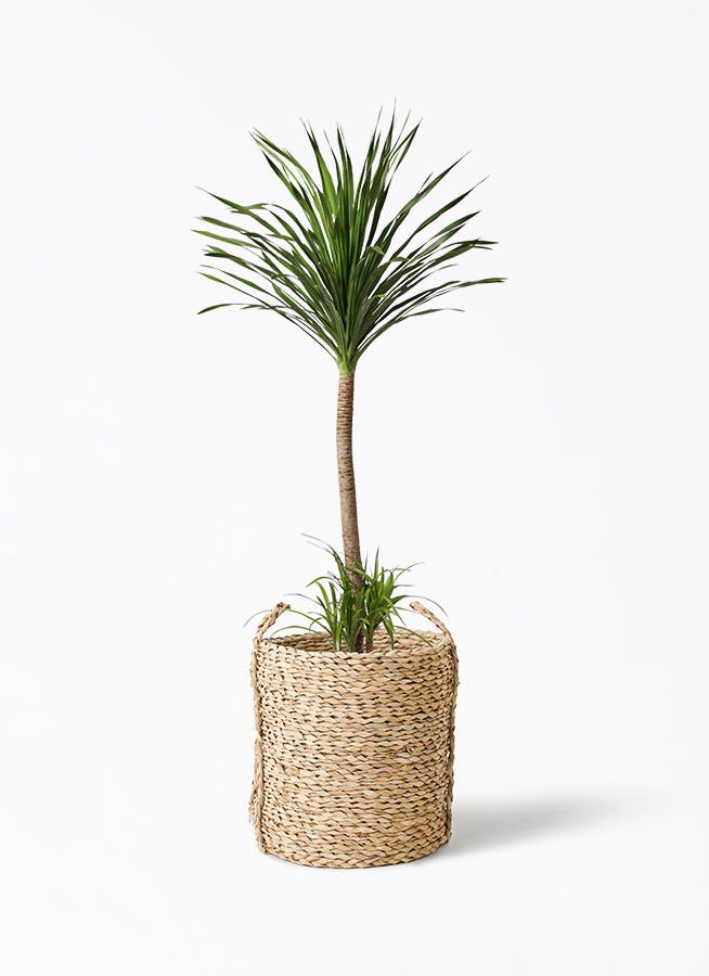 ドラセナ カンボジアーナ | 観葉植物通販HitoHana(ひとはな)