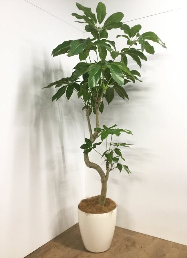 観葉植物 超大型 バッサイア 超大型鉢付 高級観葉植物