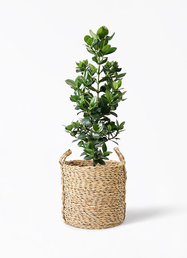 観葉植物 ドラセナ リフレクサ 8号 LushBasket (ラッシュ