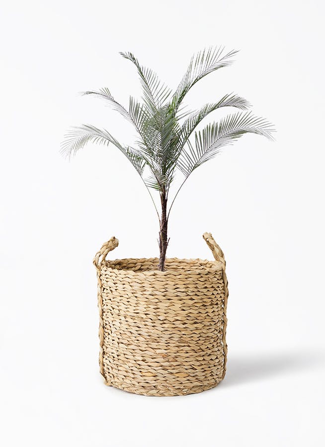 ヒメココス | 観葉植物 | インテリアやギフトに - Hitohana（ひとはな）