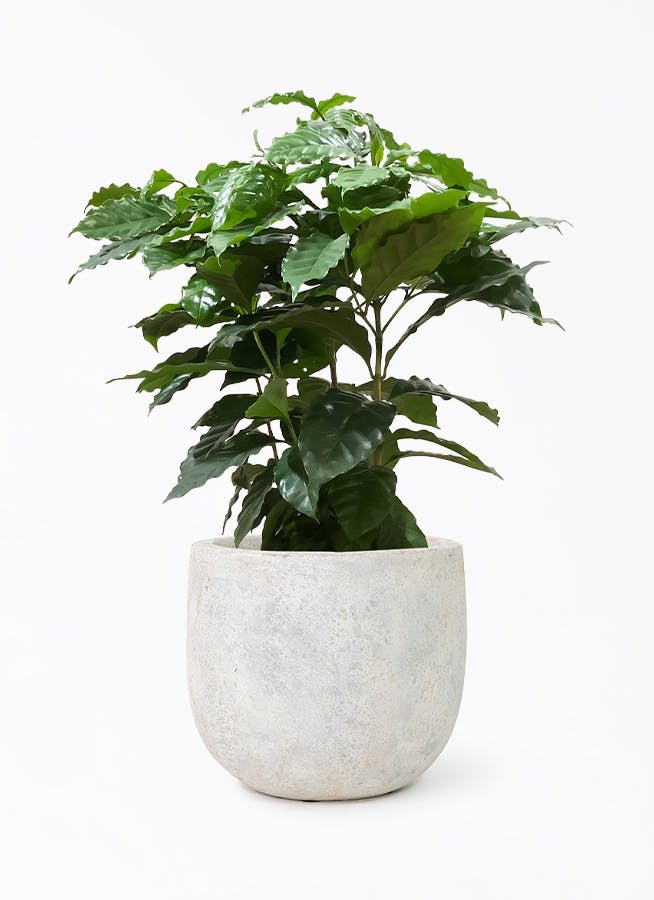 観葉植物 フィロデンドロン 7号 オージー（クッカバラ） Sheer Pot