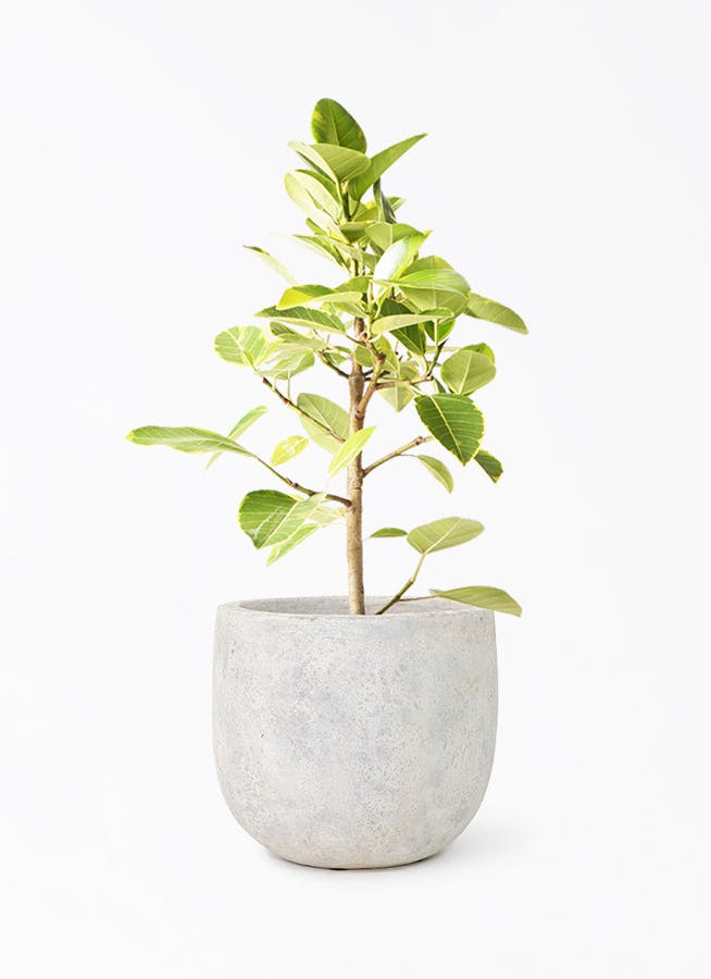 観葉植物 ドラセナ コンシンネ 8号 曲り（龍）トリカラー Sheer Pot