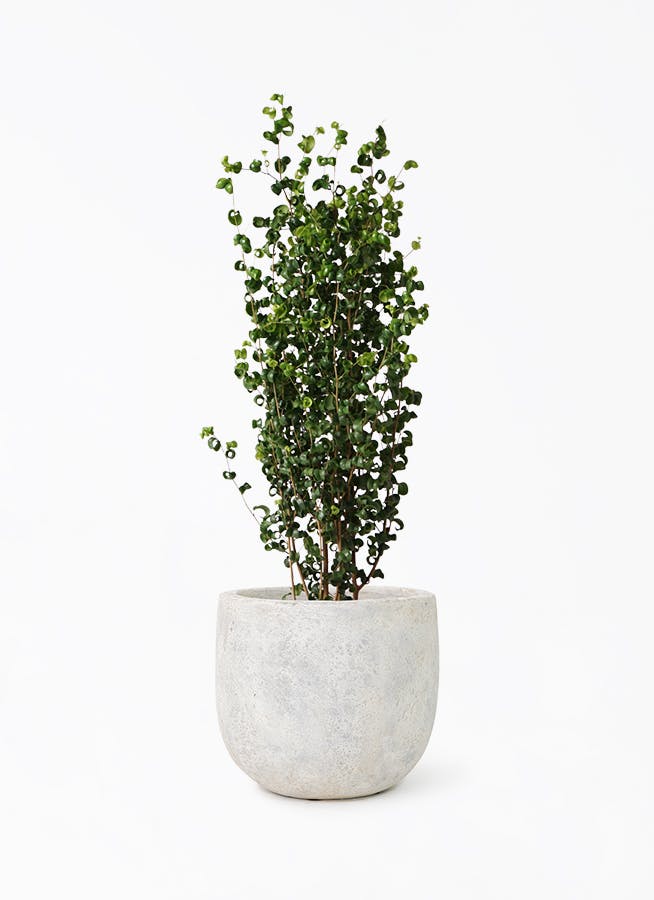 観葉植物 ドラセナ コンシンネ 8号 曲り（龍）トリカラー Sheer Pot