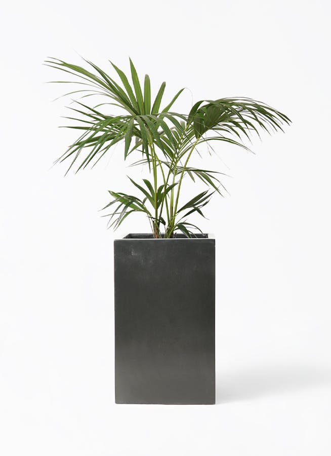 観葉植物 ケンチャヤシ 8号 セドナロング 墨 付き | 観葉植物なら