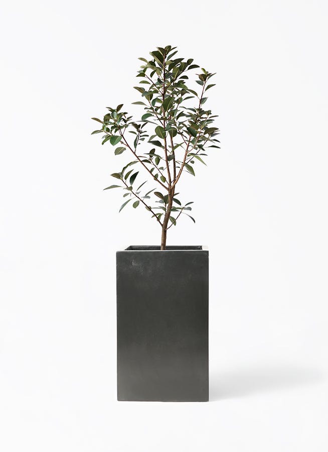 その他観葉植物 kona 観葉植物 ドラセナ カンボジアーナ 8号 プラスチック鉢 | 観葉