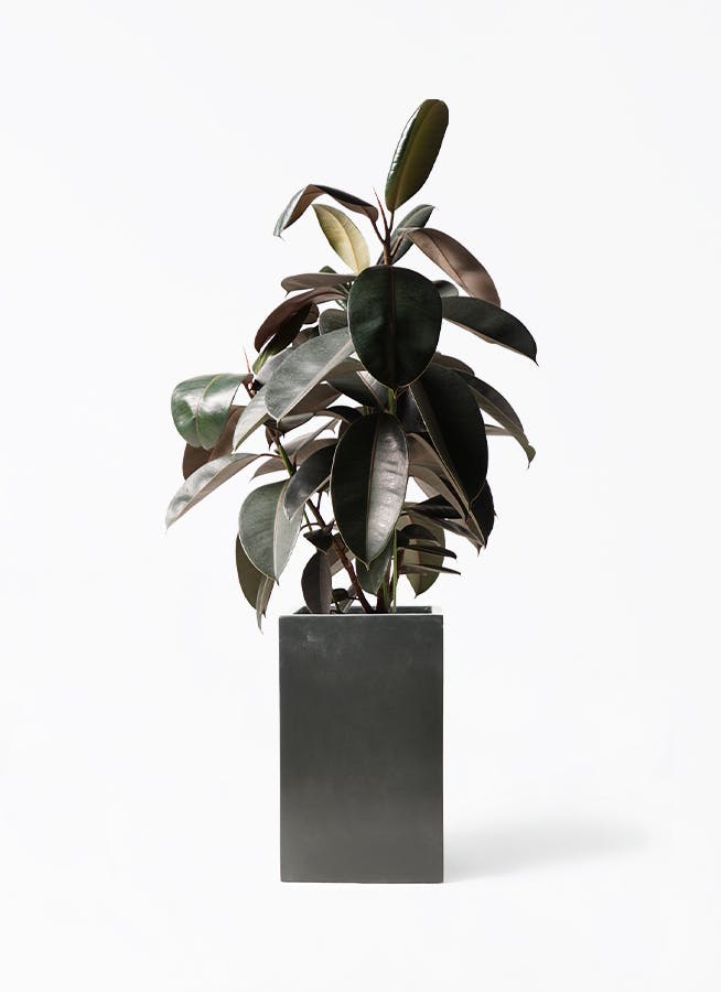 フィカス バーガンディ | 観葉植物の通販ならHitoHana（ひとはな）