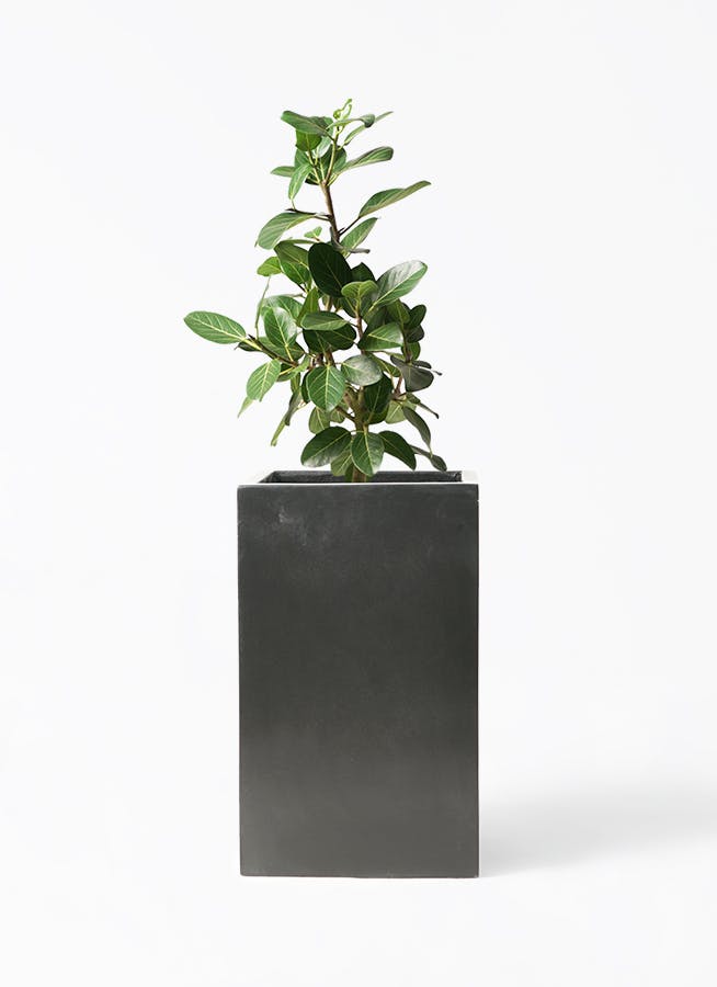 【フィカス ベンガレンシス】高さ約110cm 約7号 鉢ごと発送 送料込み フィカス ベンガレンシス】高さ約110cm 約7号 鉢ごと発送 送料込み