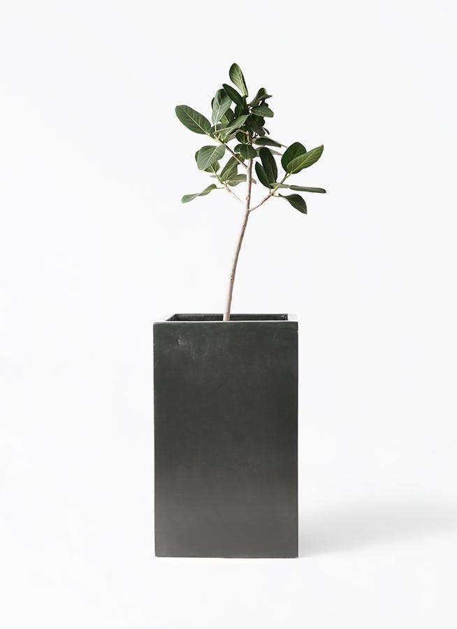 フィカス ベンガレンシス 8号 | 観葉植物通販 Hitohana（ひとはな）