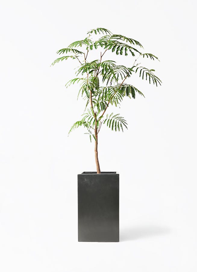 エバーフレッシュ 8号 | 観葉植物 | インテリアやギフトに - Hitohana