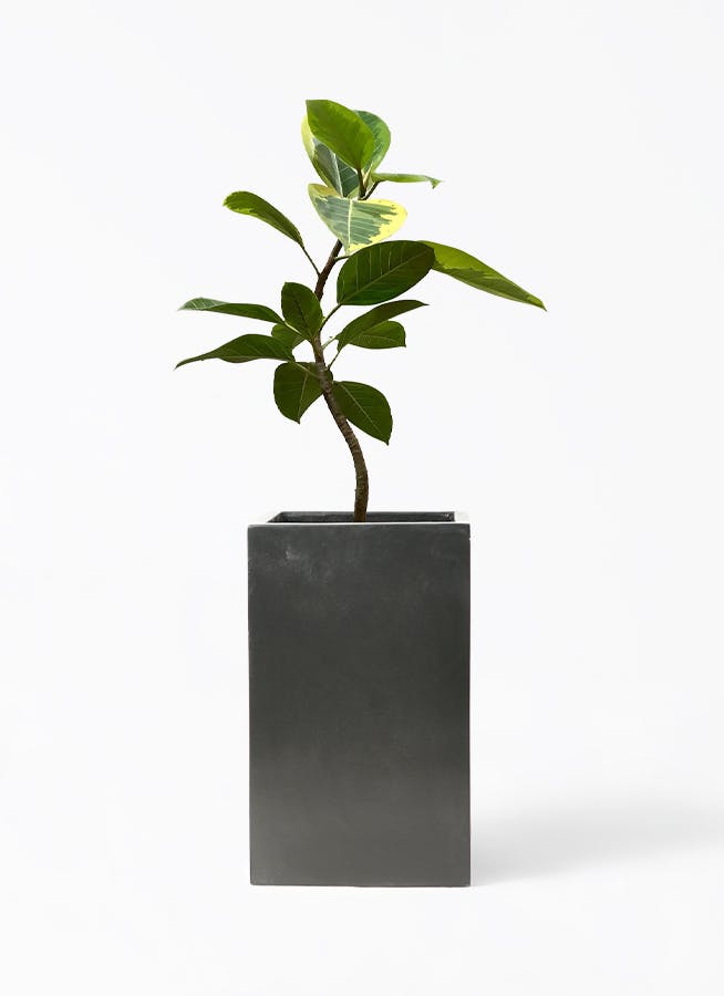 観葉植物 ドラセナ カンボジアーナ 8号 セドナロング 墨 付き | 観葉
