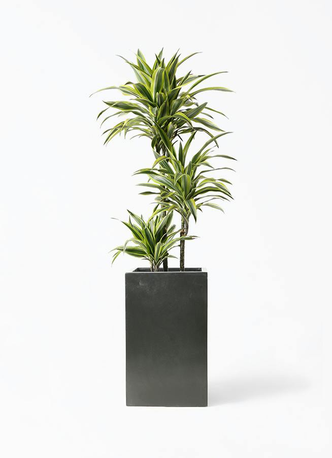 ドラセナ ワーネッキー レモンライム 8号 | 観葉植物 | インテリアや