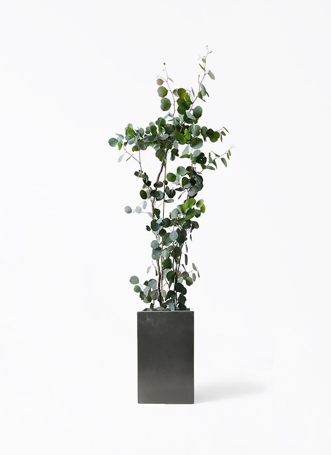 ユーカリ | 観葉植物の通販ならHitoHana（ひとはな）