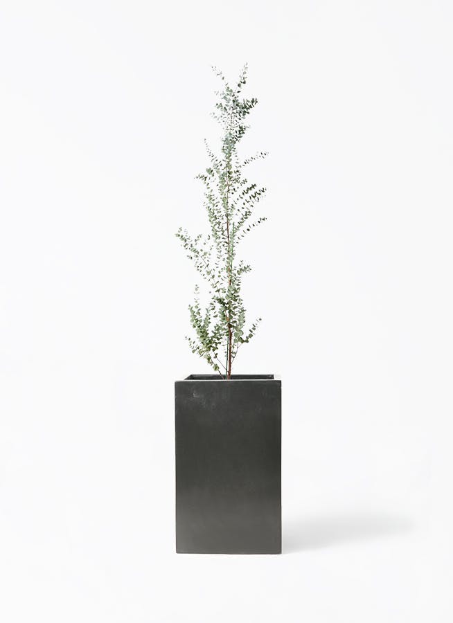 観葉植物 ガジュマル 8号 パンダ 朴仕立て セドナロング 墨 付き