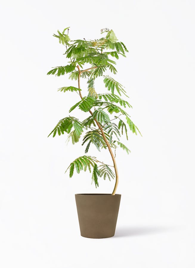 観葉植物 トックリヤシ 10号 ポリッシュ コニック ブラウン 付き | 観葉植物ならHitoHana(ひとはな)