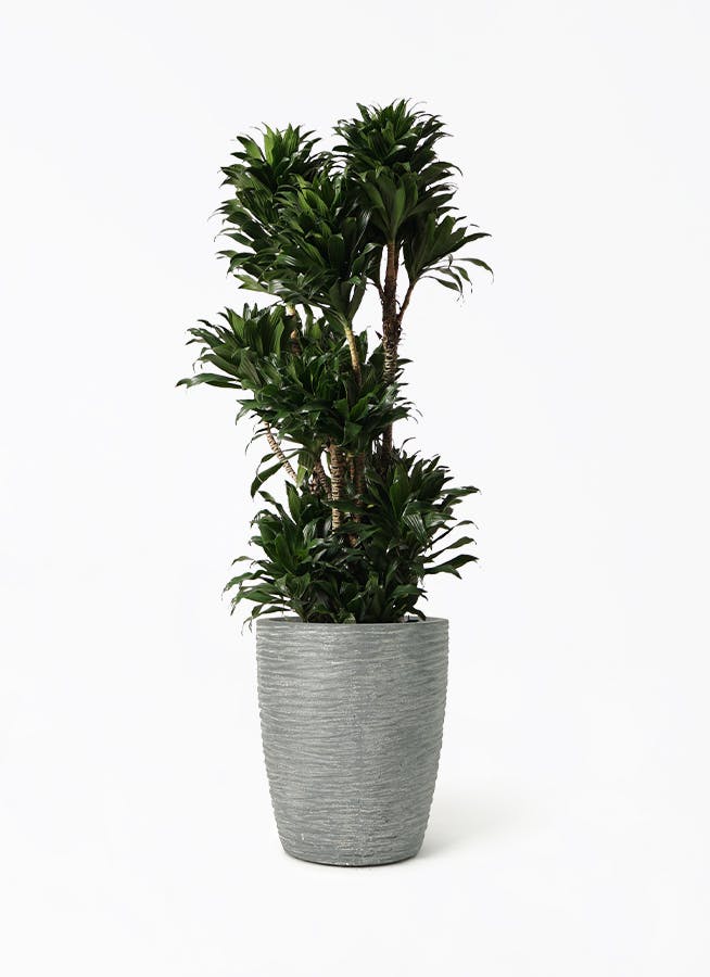 ドラセナ 10号 | 観葉植物の通販ならHitoHana（ひとはな）