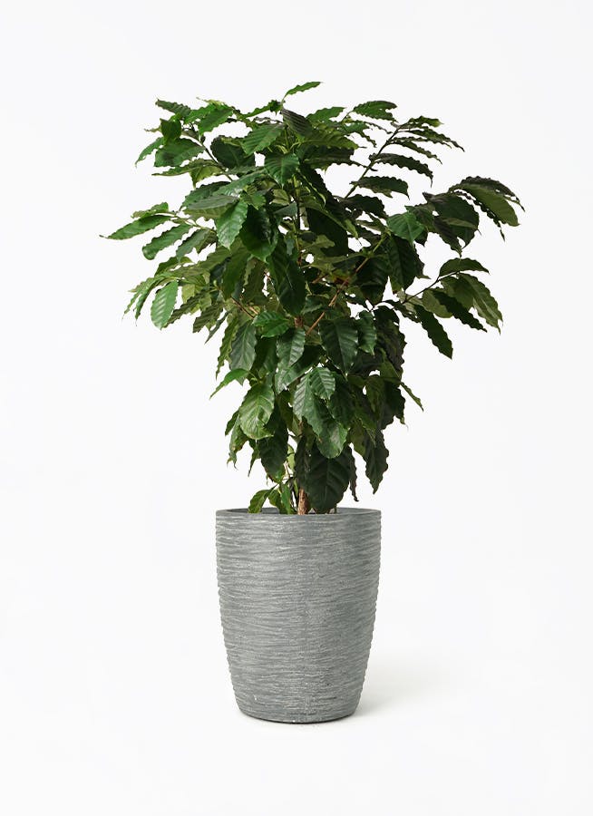 ダイナミックなコーヒーの木 10号　140センチ コーヒーの木 10号 | 観葉植物 | 送料無料でお届け - Hitohana（ひとはな）