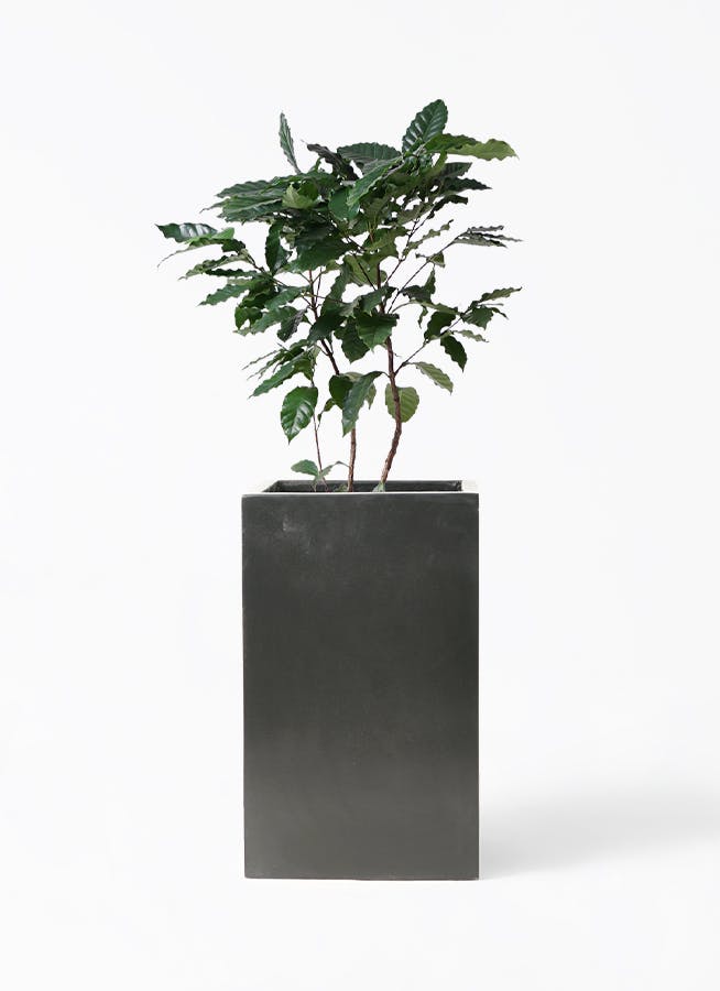 【大型】コーヒーの木・8号鉢8/15画像追加2枚目約1m 観葉植物 コーヒーの木 8号 プラスチック鉢 | 観葉植物なら