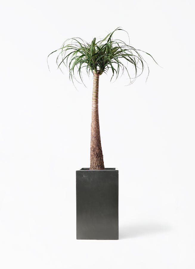 観葉植物 オリーブの木 8号 ハーディーズマンモス セドナロング 墨