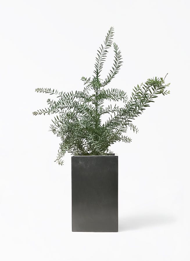 観葉植物 アカシア ブルーブッシュ 8号 セドナロング 墨 付き | 観葉