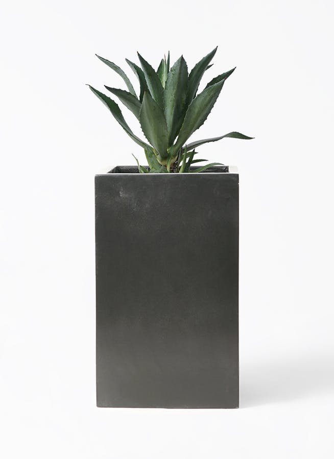 アガベ 　アメリカーナ大株（アオノリュウゼツラン☆） 楽天市場】【選べる現品発送】大型 多肉植物 アガベ アオノ